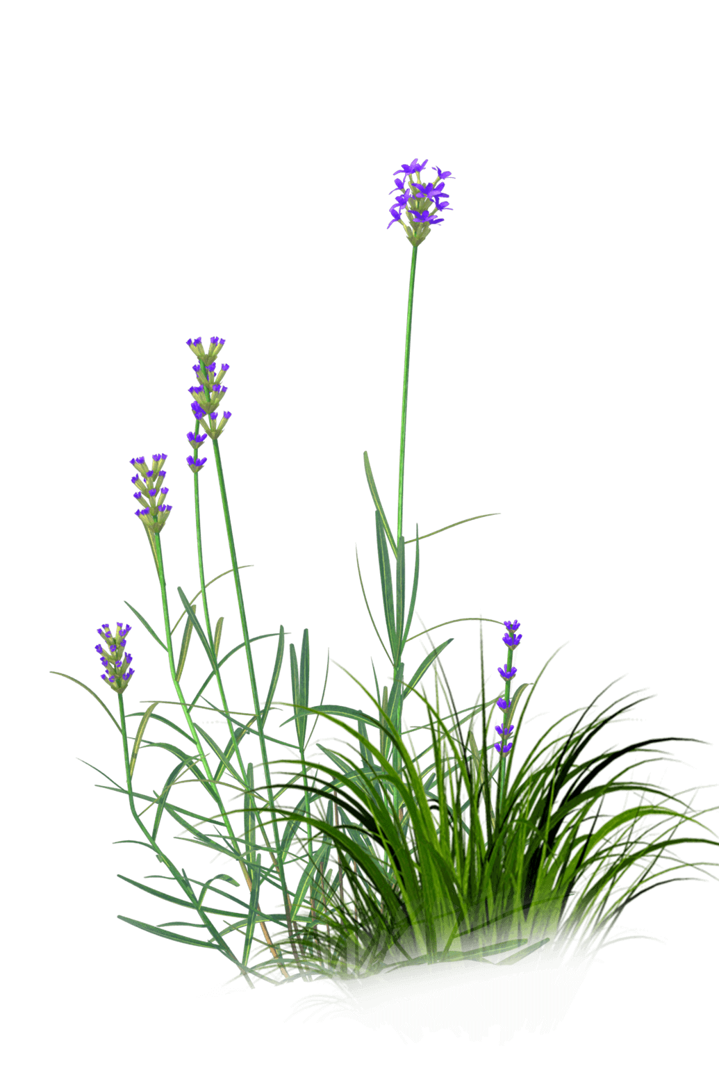 Image Title My Image