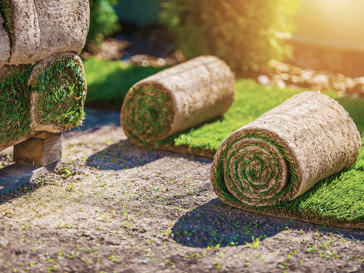 Image Title My Image